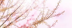 budding cherry tree in springtime, spring awakening branches isolatet on light pink background, tree buds burst open in springtime