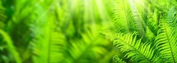 closeup of a beautiful fern in sunny backlight on blurred green abstract background, beauty in nature concept banner with copy space