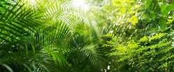 close-up of lush green tropical vegetation jungle with palm leaves in sunshine, beauty in tropical nature banner concept for wallpaper, travel, vacation