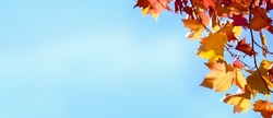 autumn colored maple tree branch isolated at the edge of an empty sunny blue sky, yellow and orange bright fall leaf background with copy space