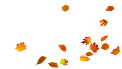 falling autumn foliage on white background, isolated colorful fall leaf 