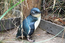Little Blue Penguin in Tasmania                            