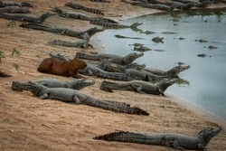 brave capybara peacefully lying in the middle of several alligators