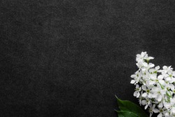 Fresh flowers branch of white bird cherry on dark background. Condolence card. Empty place for emotional, sentimental text, quote or sayings. 