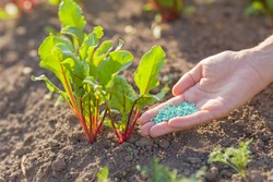 Young adult woman palm holding complex fertiliser granules for beets. Closeup. Root feeding of vegetable plants.