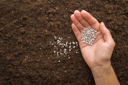 Young adult woman palm pouring gray complex fertiliser granules on dark brown soil. Closeup. Product for root feeding of vegetables, flowers and plants.
