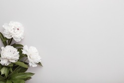 Fresh white peony flowers on light gray table background. Empty place for emotional, sentimental text, quote or sayings. Closeup.