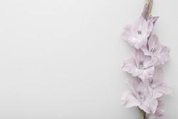 Fresh gladiolus flower on light gray table background. Closeup. Condolence card. Empty place for emotional, sentimental text, quote or sayings. 