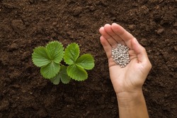 Young adult woman palm holding complex fertiliser granules for green small strawberry plant on dark brown ground background. Closeup. Root feeding. Preparation work in garden.