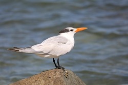 A white gray and clack seabird with orange beak standing at a rock by the sea