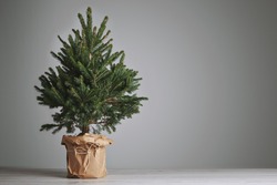 Pretty bushy danish Christmas tree without decorations in a large pot wrapped in craft paper with space for your message on light gray background