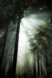 Dark Forest - Free Stock Photo by StockSnap on Stockvault.net