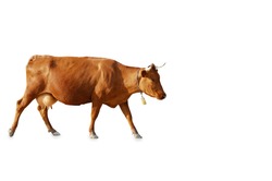 brown cow on a white background