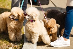 Two little brown poodles. Small puppy of toypoodle breed. Cute dog and good friend. Dog games, dog training.