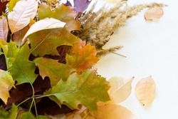 Autumn bouquet from leaves in a gift to the sentimental person. bouquet of autumn leaves