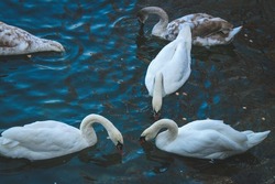 Swans searching for food in public park pond