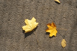 Three yellow fallen maple leaves on the ground