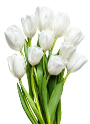 white tulips on white