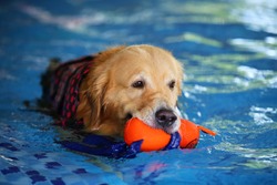 Golden Retriever hold doll in mouth in swimming pool, Dog swimming