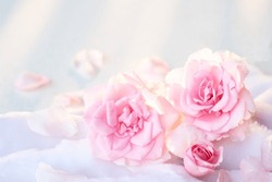 Beautiful pink rose flower background. 