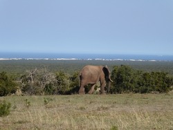 elephant with the beach in the background, Africa, Elephant park, animals at the beach, large animal