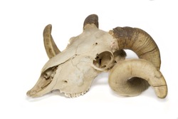 Side view ram skull