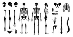 Human man skeleton anatomy in front, profile and back view. Vector isolated flat illustration of skull and bones. Halloween, medical, educational or science banner
