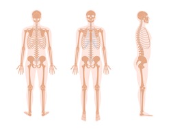 Human man skeleton anatomy in front, profile and back view. Vector isolated flat illustration of skull and bones in body. Halloween, medical, educational or science banner.