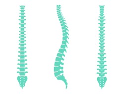 Human spine vector illustration. Backbone and vertebral column anatomy. Scoliosis concept and symbol of spinal surgery. Back posterior, front and side lateral view isolated. Medical science banner .
