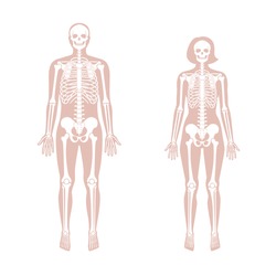 Woman and man skeleton anatomy in front view. Vector isolated flat illustration of human skull and bones in body. Halloween, medical, educational or science banner