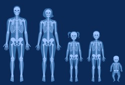 Human woman, man, girl, boy and baby skeleton anatomy in front on x ray view. Vector isolated flat illustration of skull and bones in female and male body. Medical, educational or science banner.