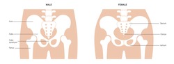 Comparison of the structure of male and female pelvis. Anatomical poster of human skeleton. Pelvic bones concept. Sacrum, Ischium, pubis and ilium. Coccyx and pubic symphysis flat vector illustration.