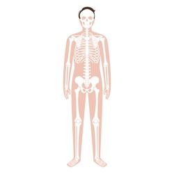 Skeleton system and human bones. X ray with adult male silhouette. Skull, arms, legs, knee and foot. Man body concept. Ribs, hands and joints. Isolated flat vector illustration. Poster for medical use
