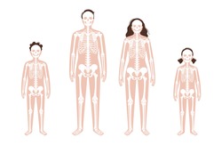 Skeleton system, human bones. X ray with male and female silhouette. Skull, arms, legs, knee and foot. Man, woman and children body. Adults and kid characters. Ribs, hands, joints vector illustration