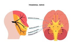 Trigeminal nerve diagram. Ganglion, ophthalmic, mandibular and maxillary nerves. Sensations to face, mucous membranes, and other structures of human head. Cranial nerves anatomical vector illustration
