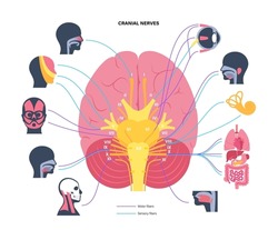 Cranial nerves diagram. Brain structure and connections with parts of the human body and internal organs. Motor and sensory fibres scheme. Brainstem anatomical poster medical flat vector illustration.
