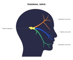 Trigeminal nerve diagram. Ganglion, ophthalmic, mandibular and maxillary nerves. Sensations to the face, mucous membranes, and other structures of the human head. Anatomical flat vector illustration.