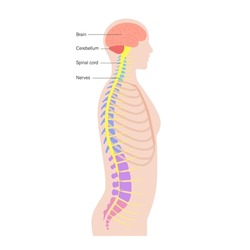 Central nervous system anatomical poster for neurology clinic. Backbone, brain and spinal cord anatomy. Cerebellum, spine, brain stem and nerves network in human body. Neuroscience vector illustration