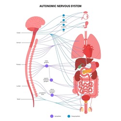 Autonomic nervous system infographic poster. Spinal cord and internal organs anatomy. Sympathetic and parasympathetic nervous system concept. Diagram of brain and nerves connection vector illustration