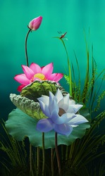 Fine art - Beautiful pink and white Lotus Flower, wall art lotus photo home decor.