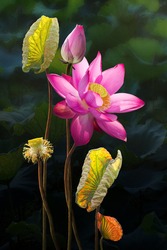 Fine art beautiful pink lotus flower in lake