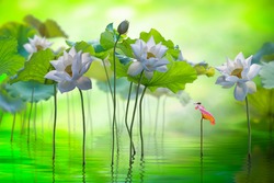 Fine art beautyful white lotus flowers with dragonfly in lake