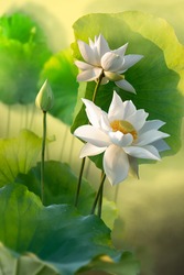 Beautiful white lotus flower in the morning fog