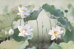 Fine art - Beautiful white lotus flower and lotus flower plants, pure white lotus flower