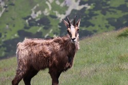 Chamois - mountain goat - in Polish mountains