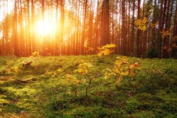 Lovely Sunset Behind The Forrest In Russia. Sunrise In A Forest, Sunbeams Through The Trees