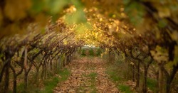 Beautiful tunnel with autumn leaves, wine arch.