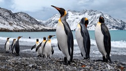 Emperor penguins flock Antarctica snow ice blue sky travel.Emperor penguins