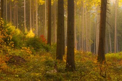 Autumn scene in a wild forest from Carpathian Mountains.