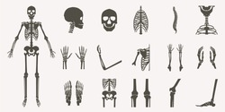Human bones orthopedic and skeleton silhouette collection set on white background, bone x-ray image of human joints, anatomy skeleton flat design vector illustration.